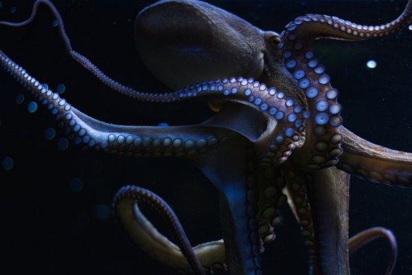 Kraken телеграмм kr2web in